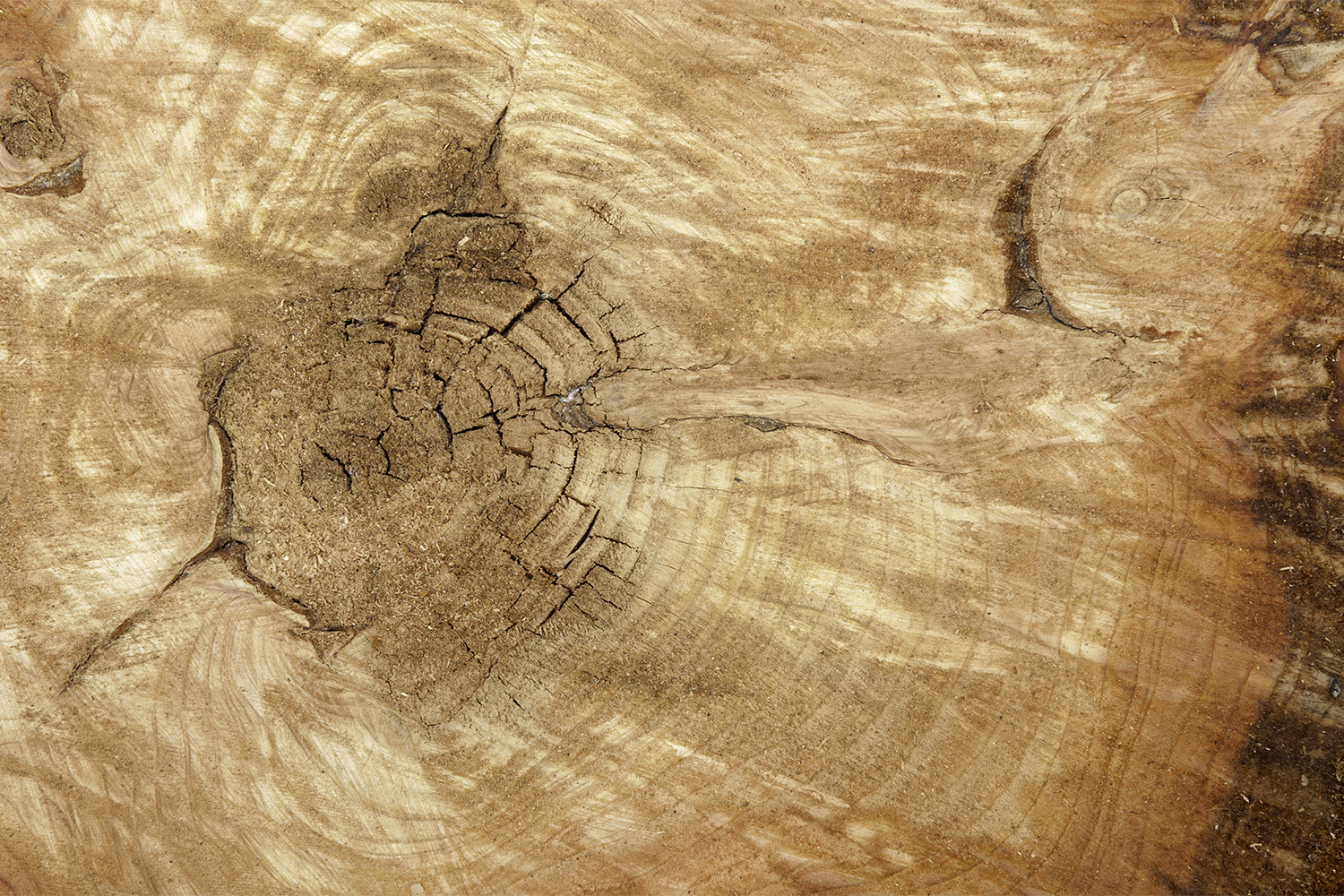 Tree trunk